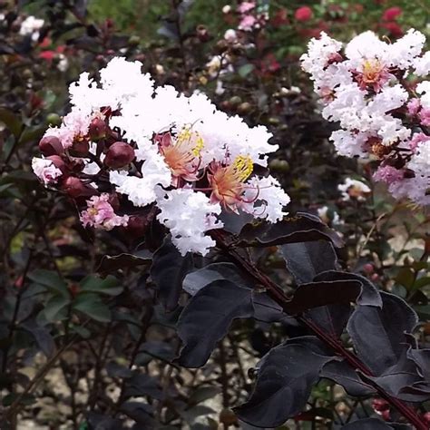 Moon drenched crepe myrtle magic